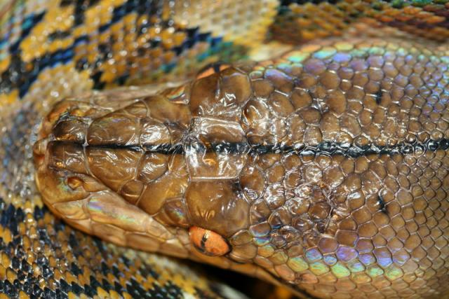 P.Reticulatus