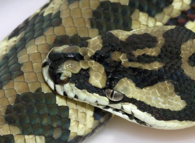 Morelia spilota variegata