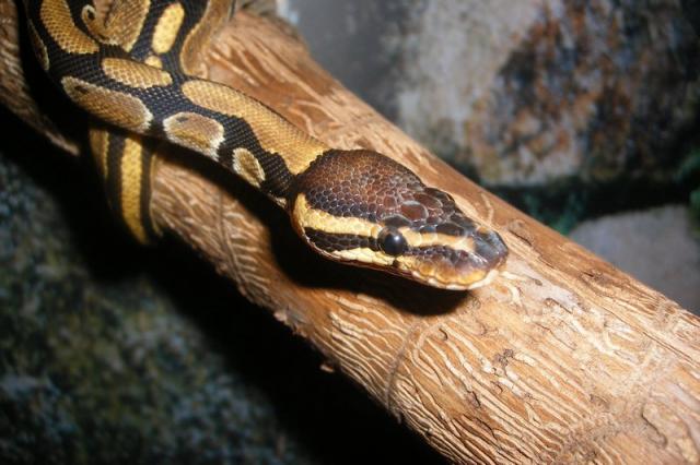 Python regius