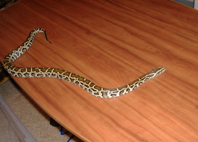 Python molurus