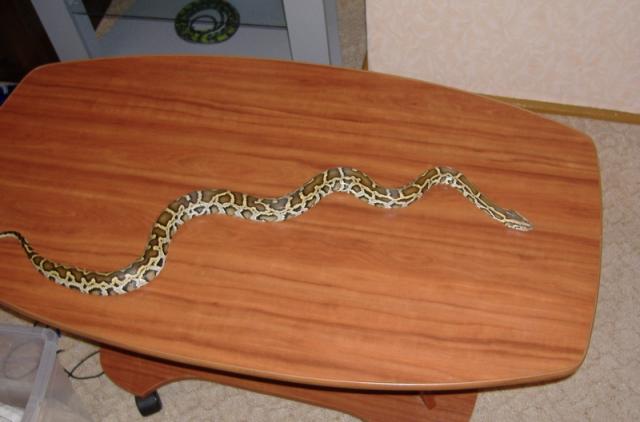 Python molurus