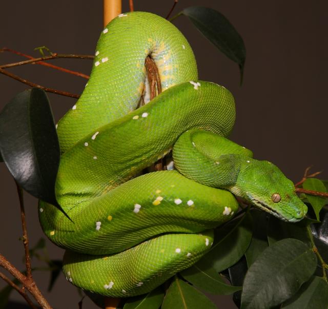 Morelia viridis Aru