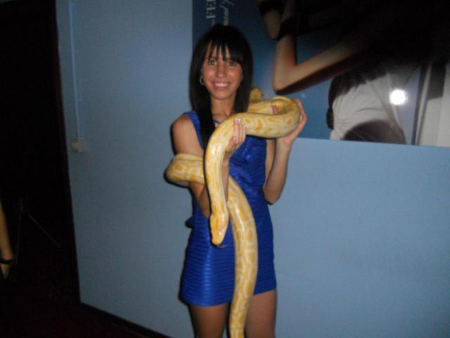 Molurus bivittatus albino