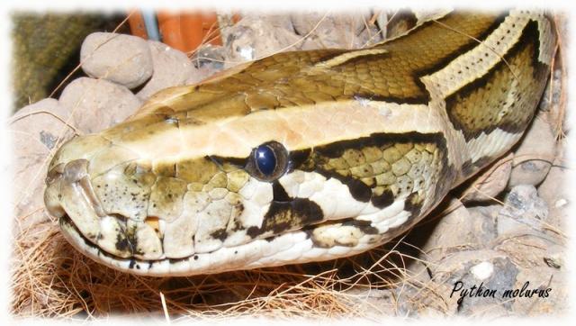 Python molurus