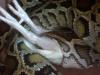 dsc00024_t1.jpg