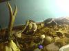 dsc00630_t1.jpg