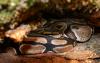 dsc03242_t1.jpg
