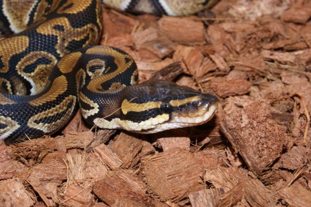 Python regius Albino