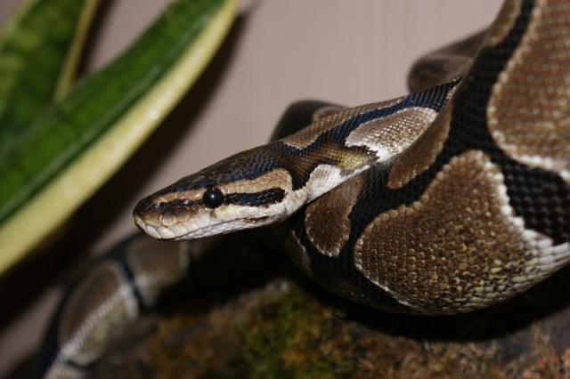 Python regius
