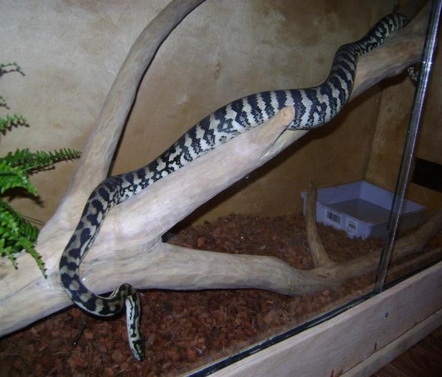 Morelia spilota variegata