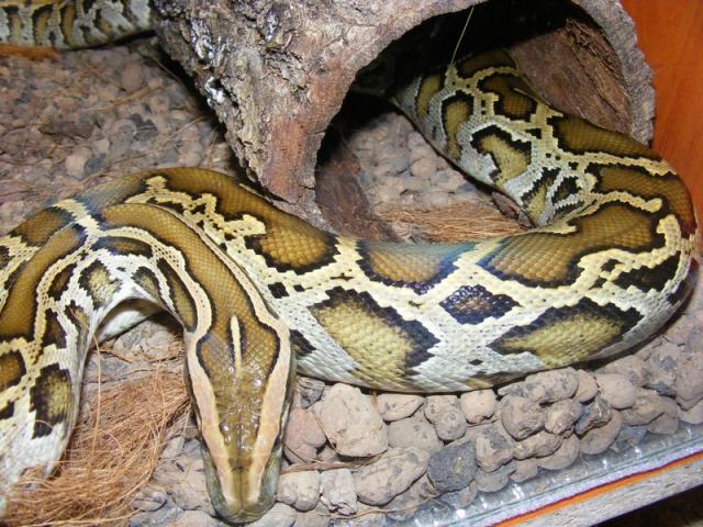 P. molurus
