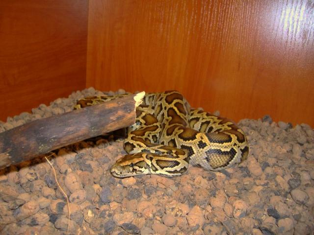 Tigrinis pitonas