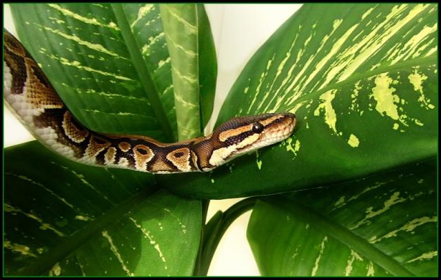 P. regius