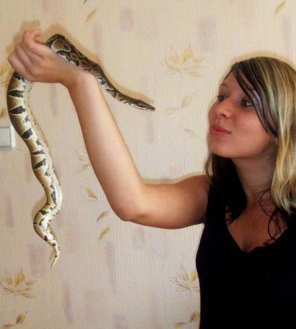 Agnulllka & regius