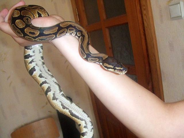 Python regius