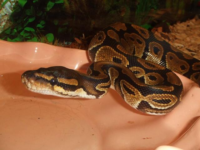 Python regius