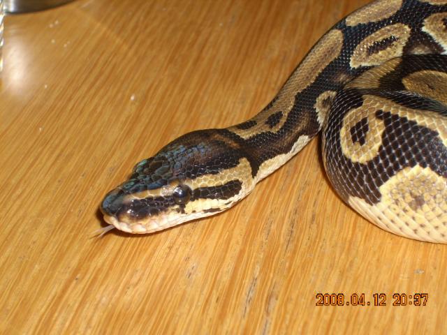 Royal Python