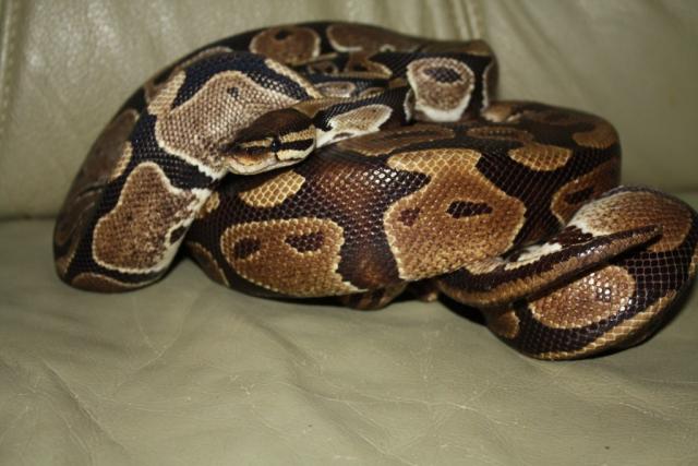 P. Regius