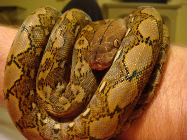 super dwarf reticulated python