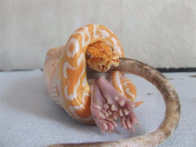 Gotcha!