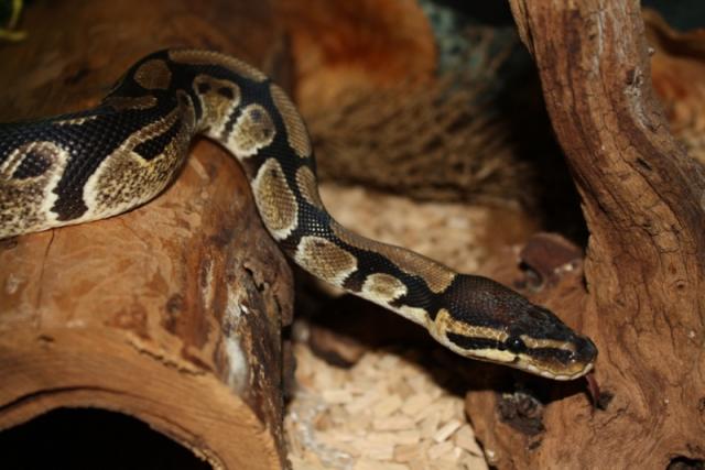 P. Regius