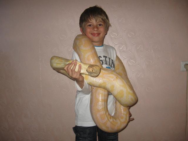 Python molurus bivittatus albino