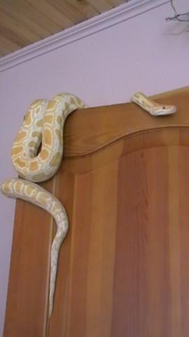 Python molurus bivittatus albino