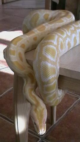 Python molurus bivittatus albino
