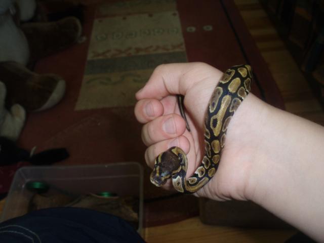 P. regius