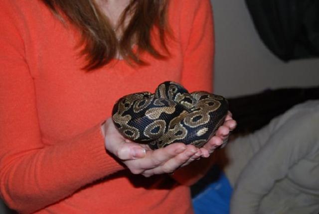 P. regius