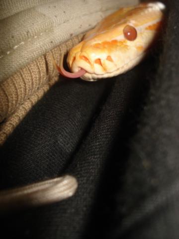 P. molurus