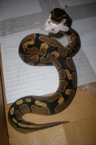 P. regius