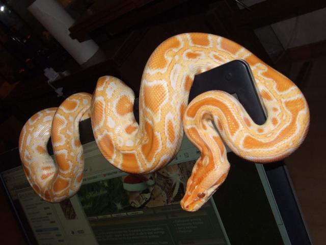 Molurus bivitatus (albinos)