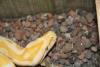 molurus_t1.jpg
