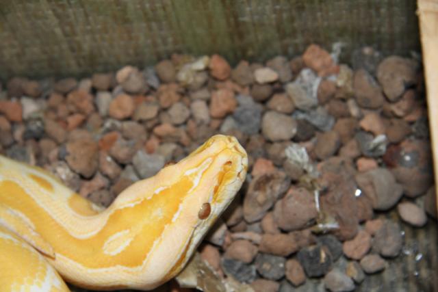 Python molurus