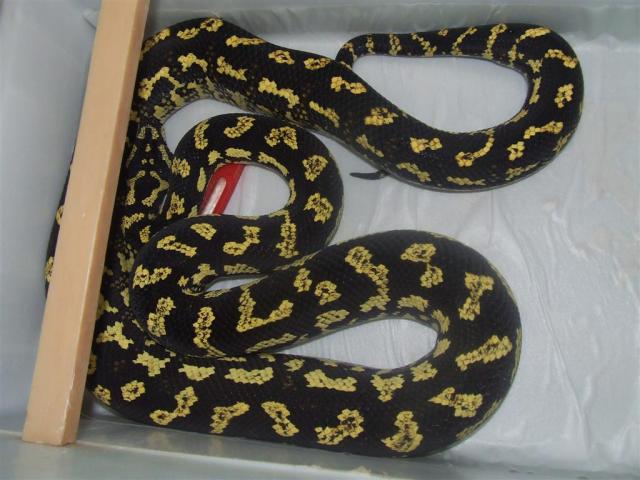 Morelia spilota cheynei