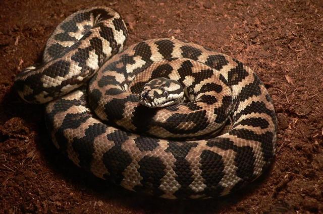 Morelia spilota variegata