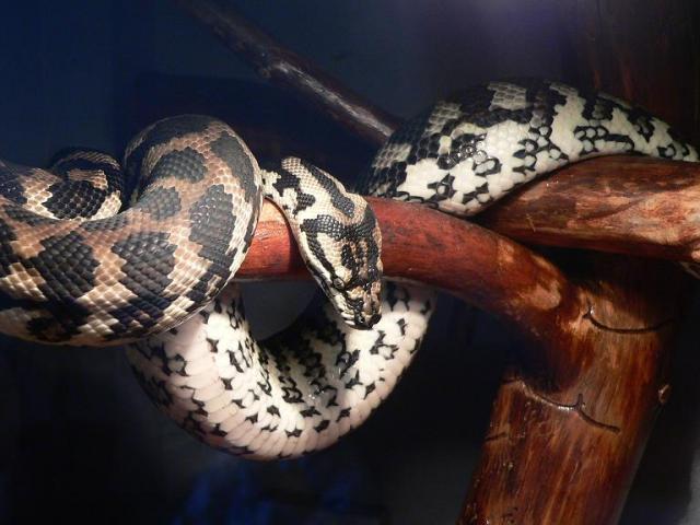 morelia spilota variegata