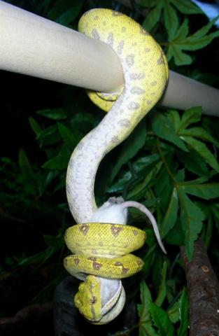 Morelia viridis