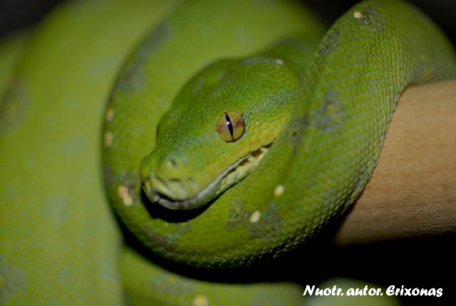 Morelia viridis