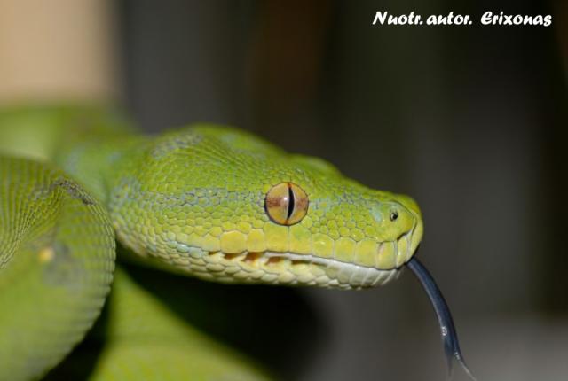 Morelia viridis