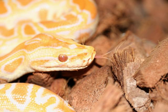 Molurus Bivittatus albino