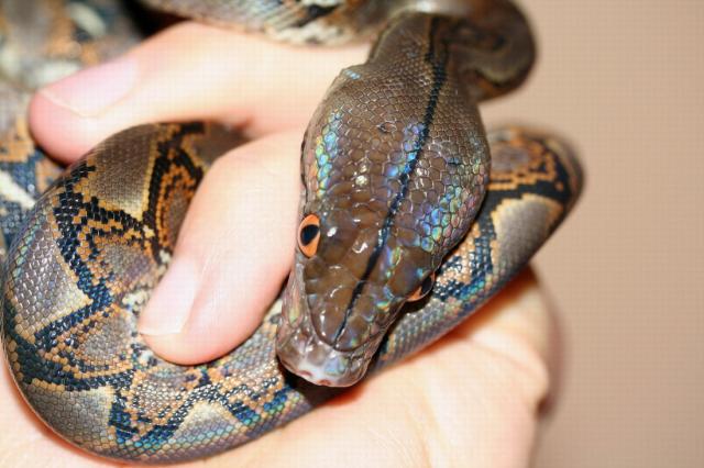 Python reticulatus