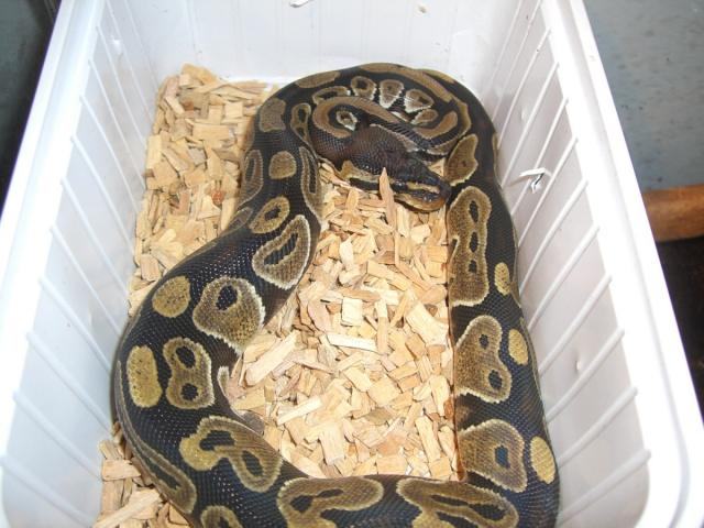Naujokas