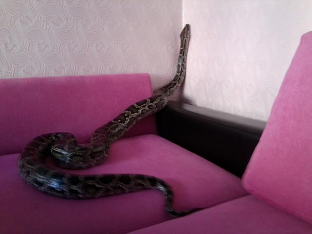 Python molurus bivittatus