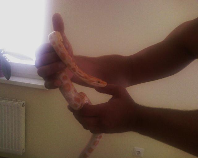 Pithons