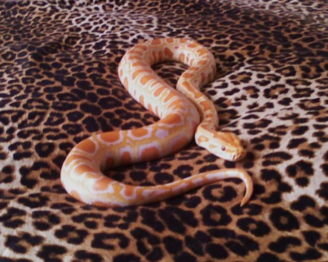 albino