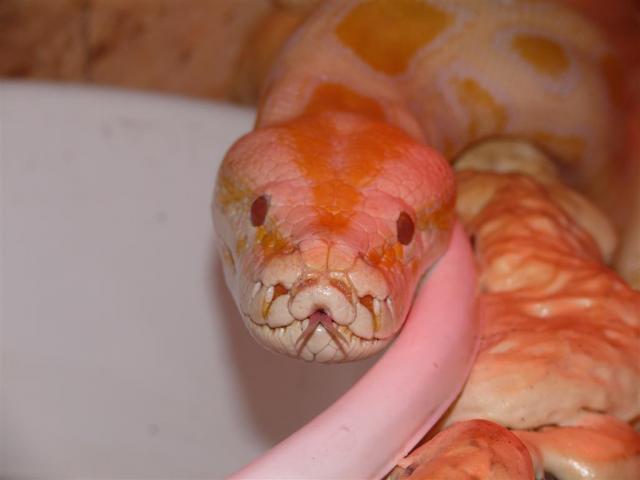 Nuri