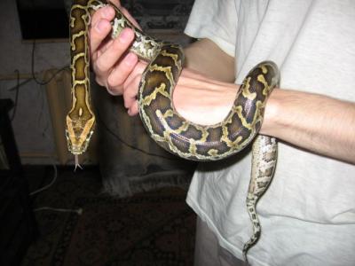Tigrinis pitonas 3