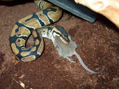 Python regius